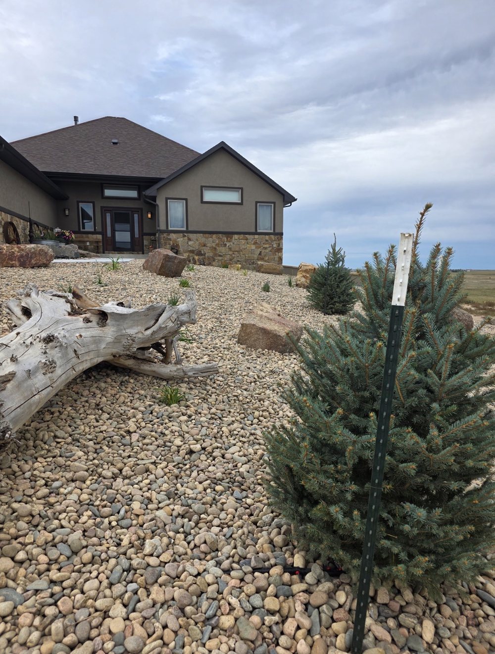 Decorative river rock landscaping with boulder accents and young spruce trees, Cheyenne, Wyoming