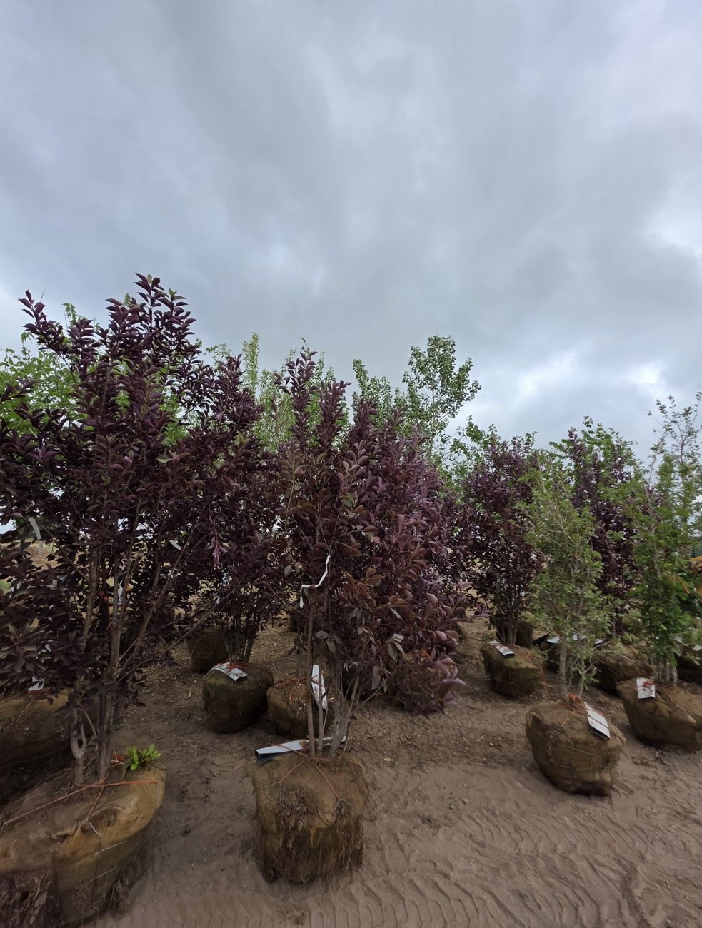 Wyoming-tough nursery trees ready to plant, Q Lawn Cheyenne